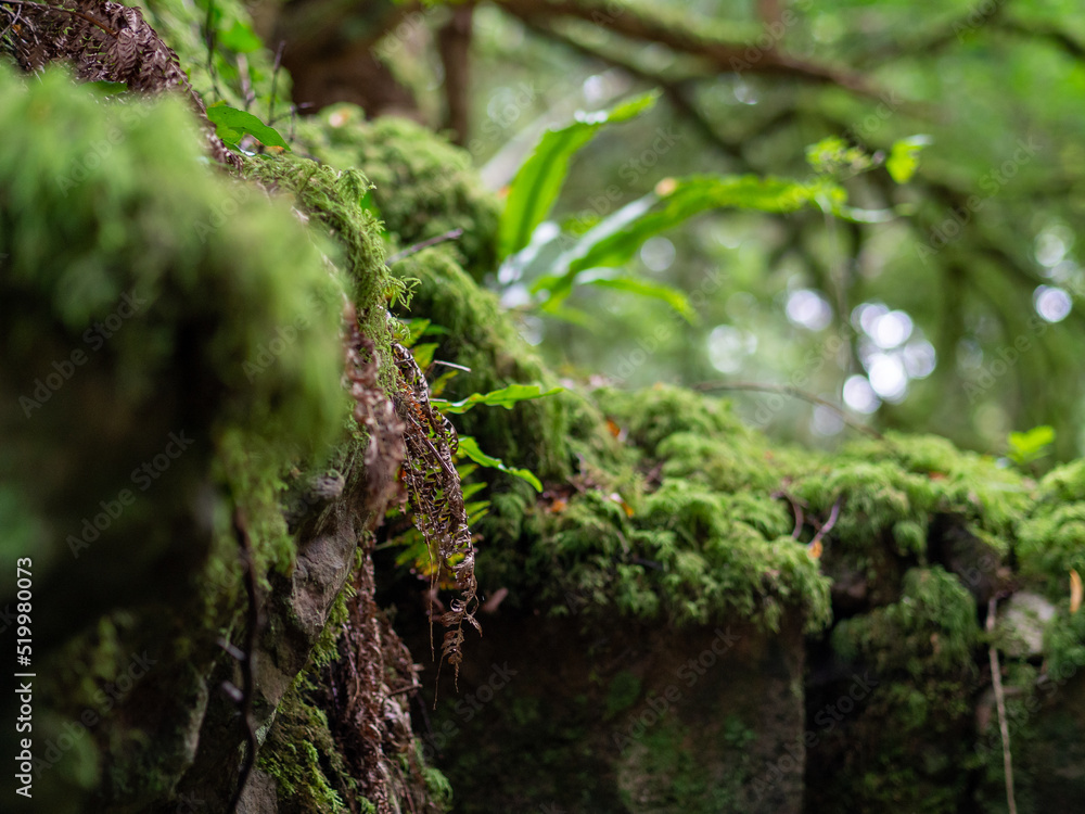 Mossy lush forest with dappled light Mossy lush forest with dappled light