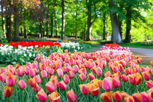 Many beautiful tulip flowers growing in park. Spring season