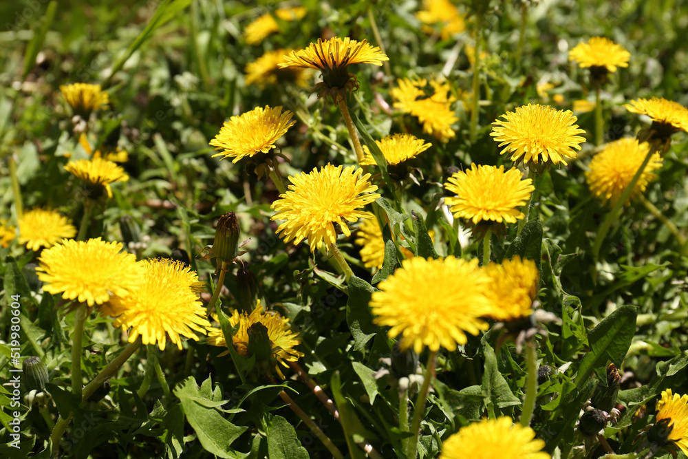 Beautiful blooming dandelions in green meadow, closeup Beautiful blooming dandelions in green meadow, closeup