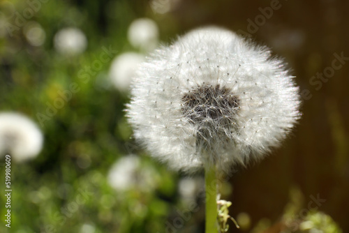 Beautiful fluffy dandelion flower growing outdoors  closeup. Space for text