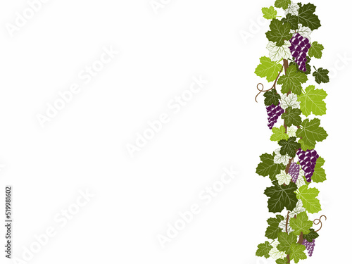 seamless border, grape border, illustration