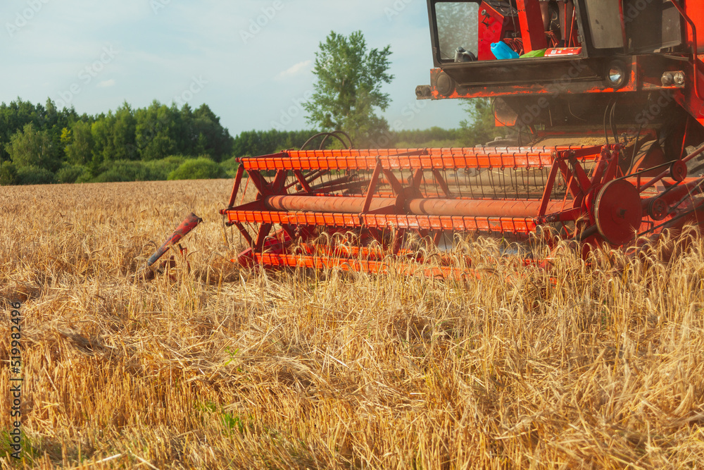 Fototapeta premium A field with grain and a mowing harvester