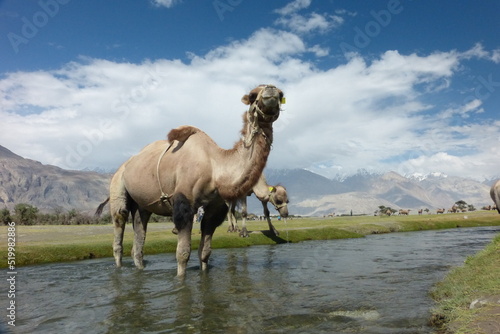 camel in the river   mountains