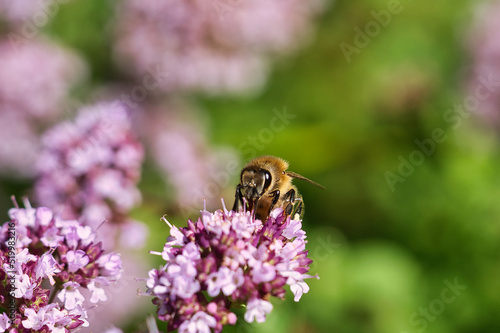 Honey bee collecting nectar on a flower of the flower butterfly bush. Busy insects © Martin