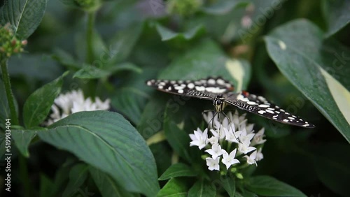 Close-up detail view of big lime butterfly demoleus papilio sit in tropical tree garden on white pentas lanceolata blooming flowers eating and gathering pollen. Macro of flying insect feeding in park photo