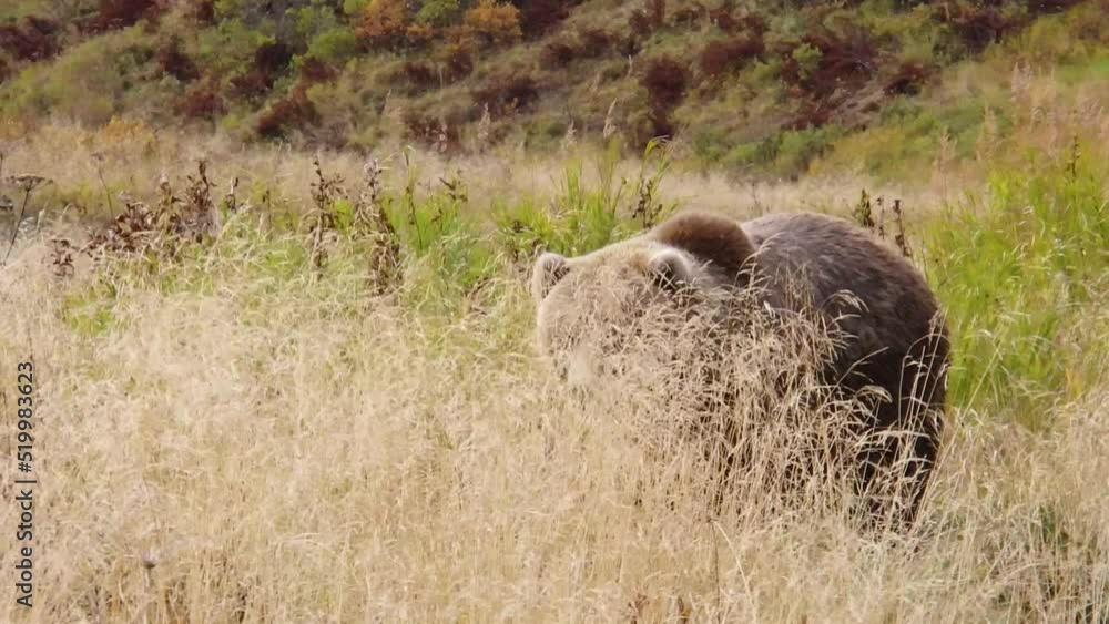 A big approaching Kodiak brown bear comes stalking through the tall, thick riverside grass in the wilderness of Kodiak Island, Alaska.