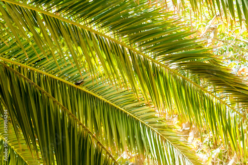 Palm leaves in the sunlight  symbol photo for holidays and background image