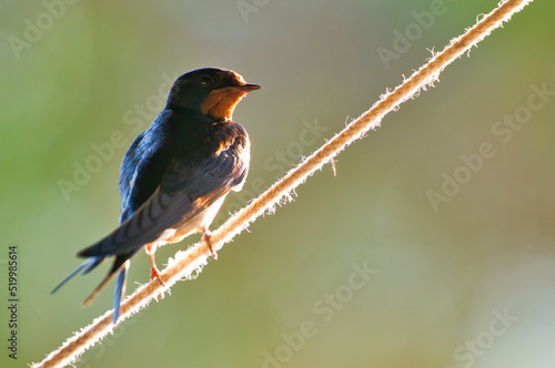 Barn swallow - Hirundo rustica perching on rope