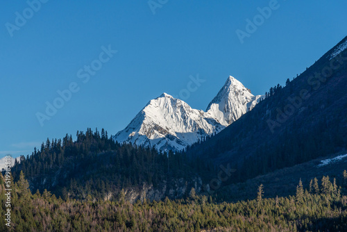 Fir forest and snow-capped mountain peaks