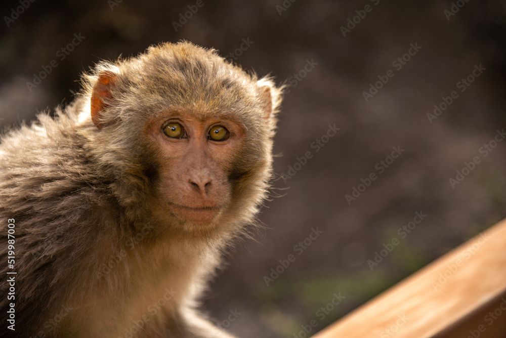 Naklejka premium Tibetan Rhesus Monkey