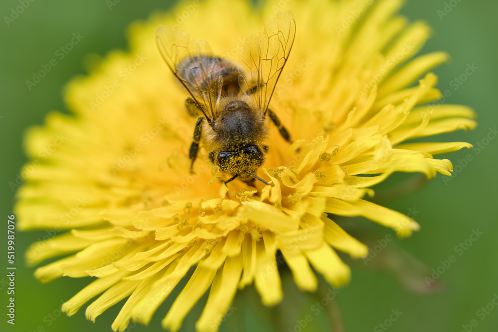 Honey bee collecting nectar on a yellow flower of dandelion. Busy insects nature Honey bee collecting nectar on a yellow flower of dandelion. Busy insects nature