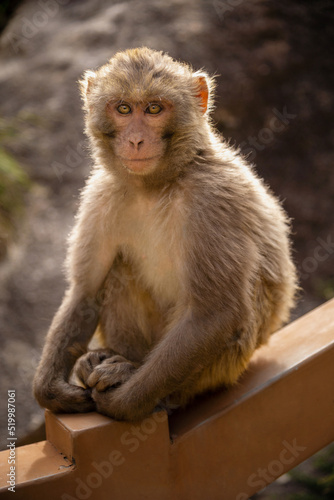 Tibetan Rhesus Monkey © Mo