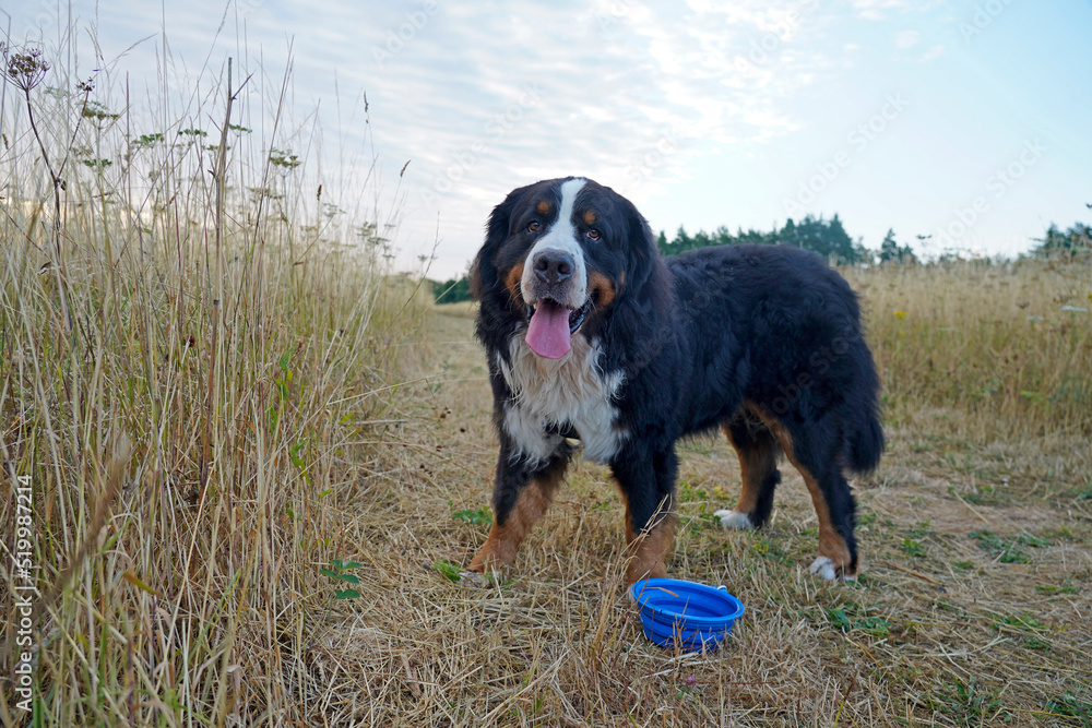 Bernese Mountain Dog on a meadow, water bowl near him 