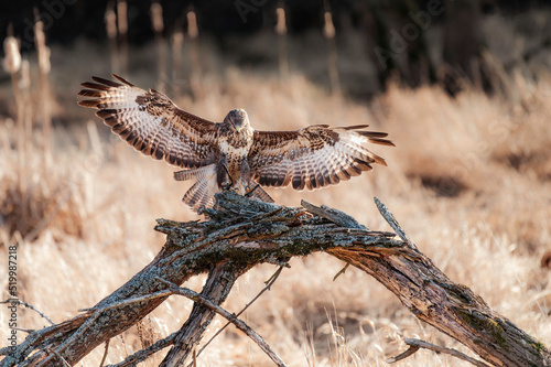 Fotografie Common buzzard (latin Buteo buteo)