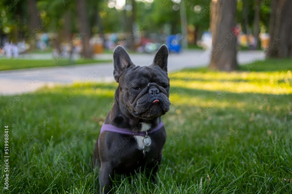 dog french bulldog on a walk in the park stands in the middle of the lawn and examines the territory