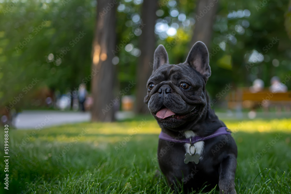 a black dog of the french bulldog breed is in the park and inspects the territory of the park the dog is alert and ready to run
