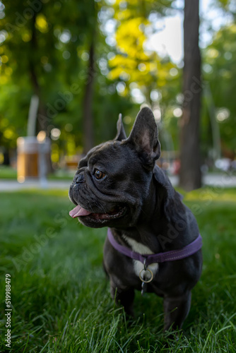 black dog stuck out his tongue and looked around in the park French bulldog obeyed the command to sit down