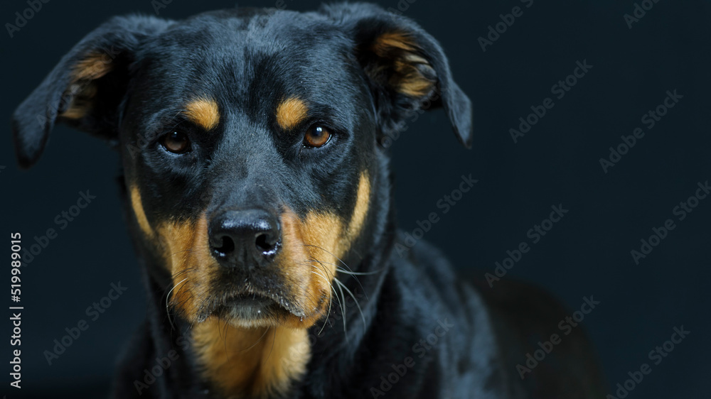 Labrottie (Labrador Retriever - Rottweiler Hybrid Dogs)