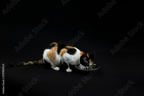 Fototapeta Naklejka Na Ścianę i Meble -  A multicoloured cat, set against a black background, is captured indulging in a meal from a stainless steel bowl.