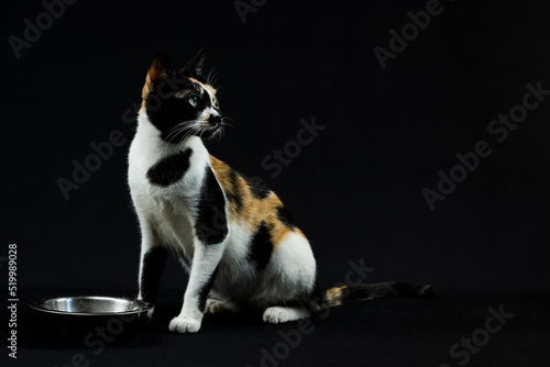 Vibrant multicoloured cat stands out against a dark backdrop, posed next to a gleaming stainless steel bowl.