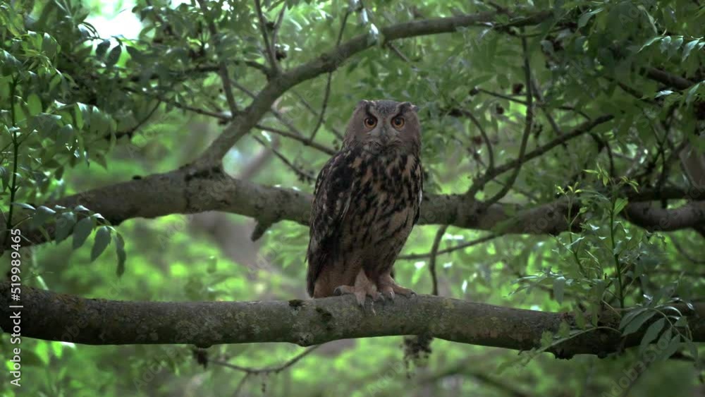 Eurasian eagle-owl (Bubo bubo) on a tree, Heinsberg, North Rhine-Westphalia, Germany Eurasian eagle-owl (Bubo bubo) on a tree, Heinsberg, North Rhine-Westphalia, Germany