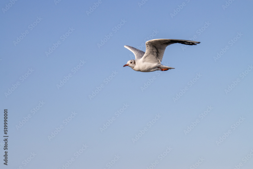 Heringsdorf ( Insel Usedom ) Möve beim fliegen Heringsdorf ( Insel Usedom ) Möve beim fliegen