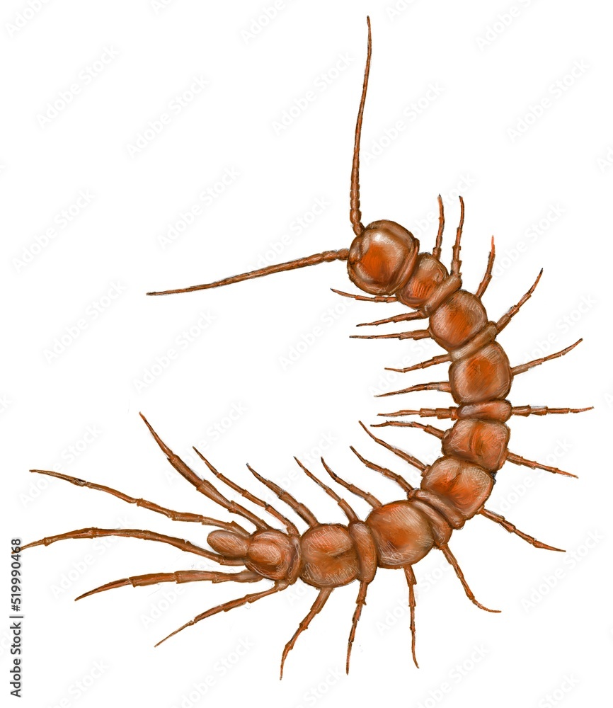 Fototapeta premium Centipede