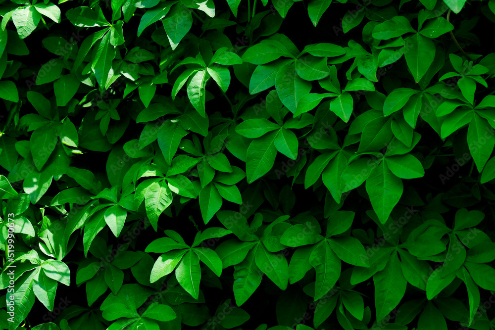 Green leaf texture background full Green leaf texture background full
