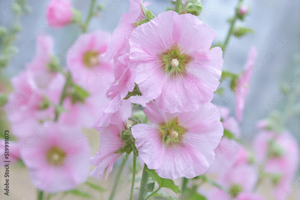 Obraz premium Pink Hollyhock flowers, Mallow. Alcea rosea is plant in the family Malvaceous. Blooming Hollyhock Malva flowers in the garden. Close up Althaea rosea flower on blurred background. 