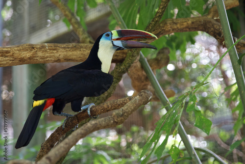 White breasted toucan or red billed toucan.Ramfastos tucanus, rare birds photo