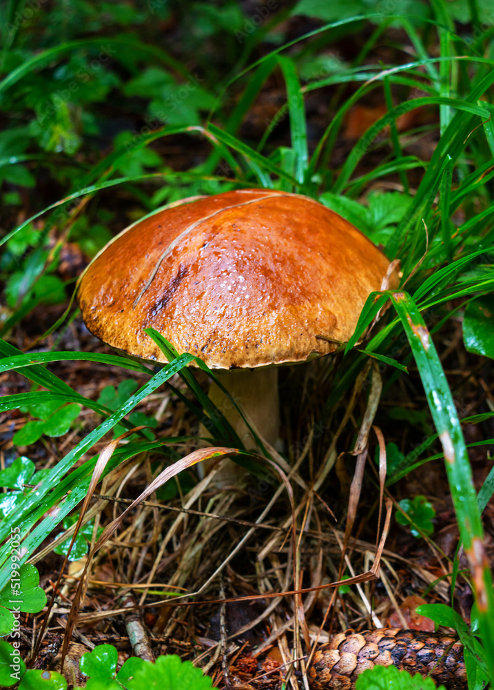 White mushroom (Boletus edulis) in the forest after the rain against the background of old trees White mushroom (Boletus edulis) in the forest after the rain against the background of old trees
