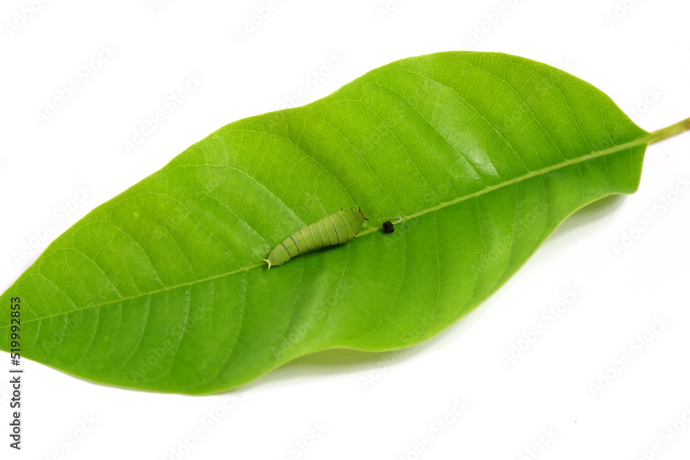 Fototapeta premium The caterpillar larvae perched on green leaves on a white background.