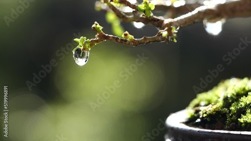Water drop dripping from green leave tree. Close up water droplet in morning sunlight nature background, slow motion. Concept of Water drop, Nature, Green, Environment, Ecology, Leaf, Plant, Fresh