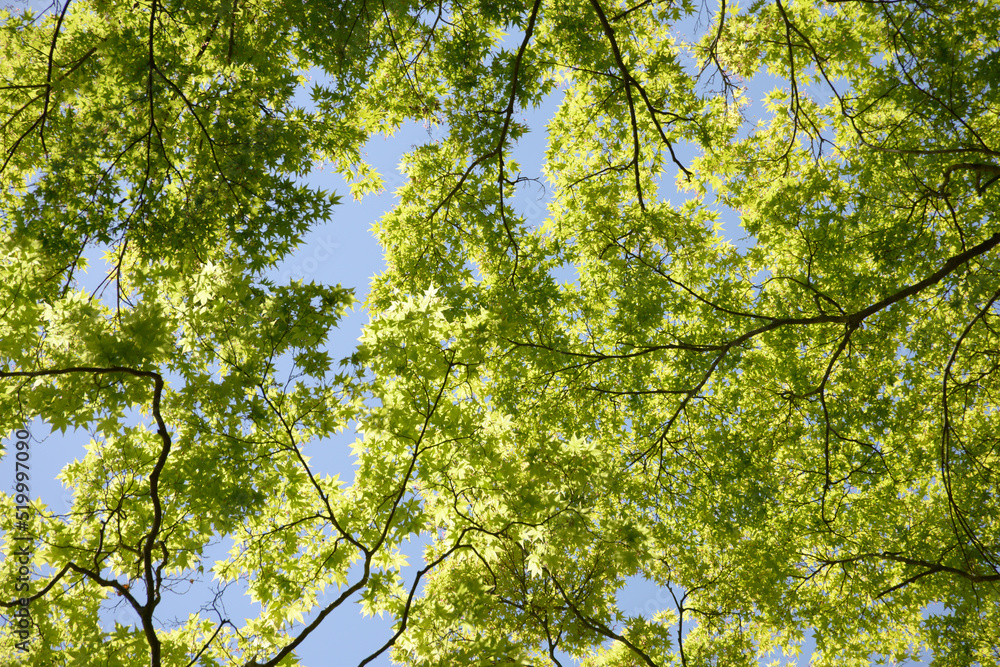 Obraz premium 新緑の神護寺 境内の若モミジ 京都市右京区高雄