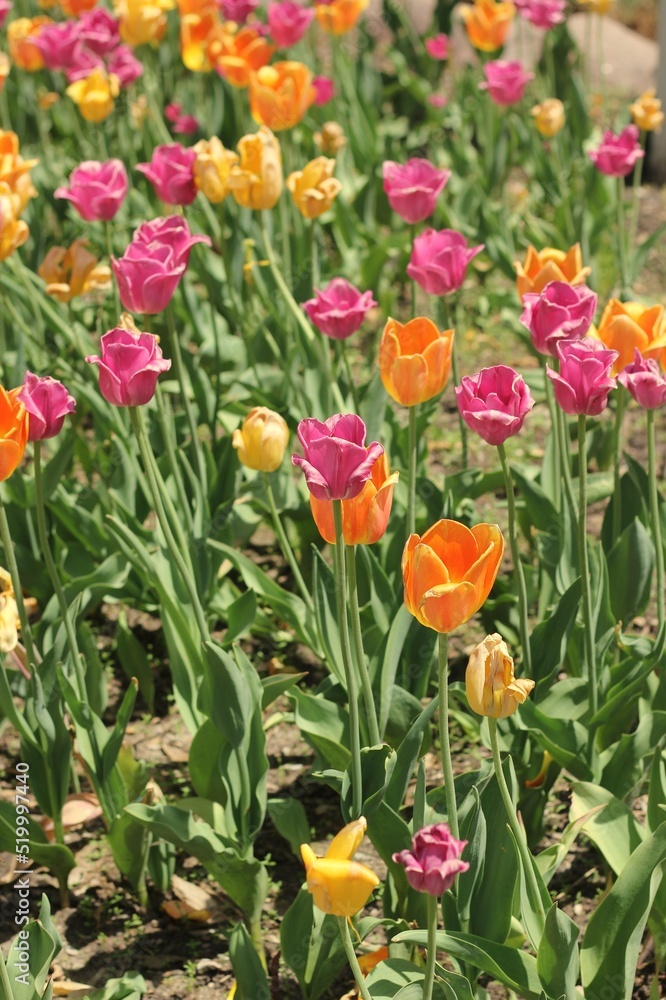 Beautiful pink and yellow spring tulips growing in the fields. Beautiful pink and yellow spring tulips growing in the fields.
