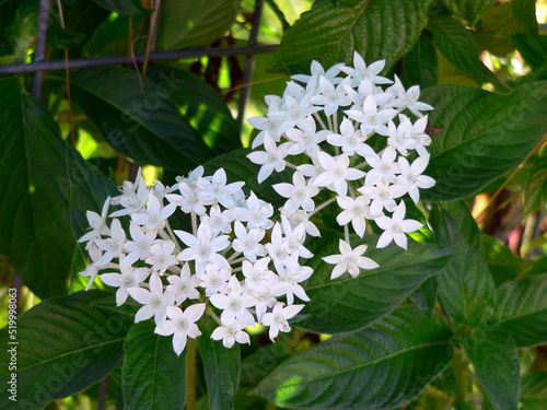 White pentas flowers on a plant in a garden photo