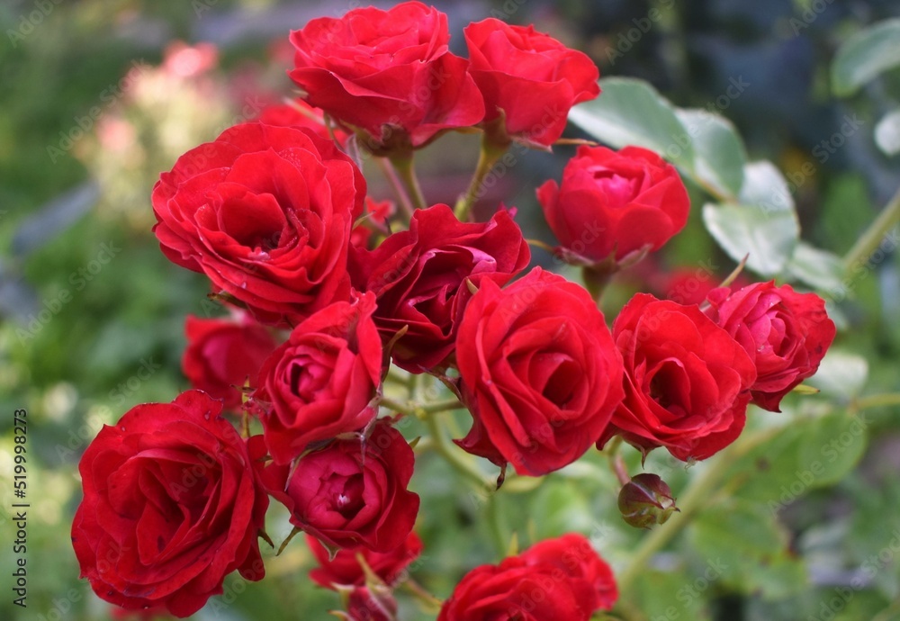 red roses in garden red roses in garden