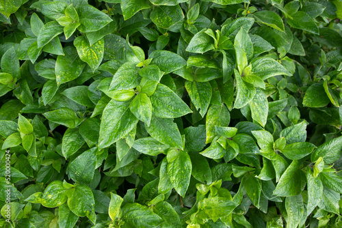 Wallpaper Mural Natural view The textured background of Plant green leaf Torontodigital.ca