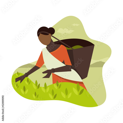 Tea Picker Woman, Tea Plantation Worker Indian or Sri Lanka. collects tea leaves in a basket on a plantation Vector illustration
