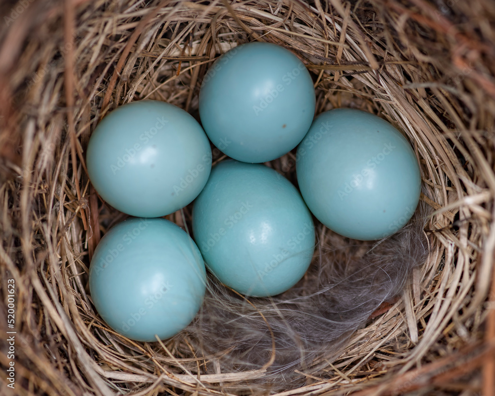 Eastern Bluebird Eggs in Nest in Southern Louisiana 
