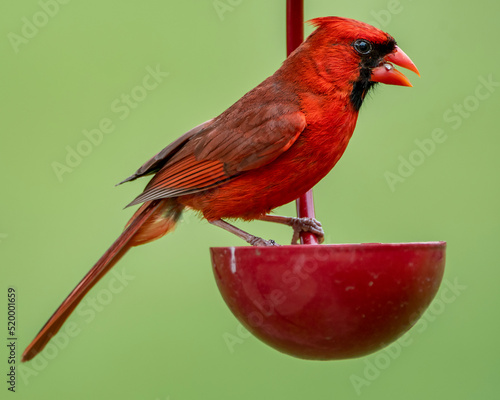 Male Northern Cardinal Perched on Small Red Cup Feeder in Louisiana Garden © Bonnie Taylor Barry 