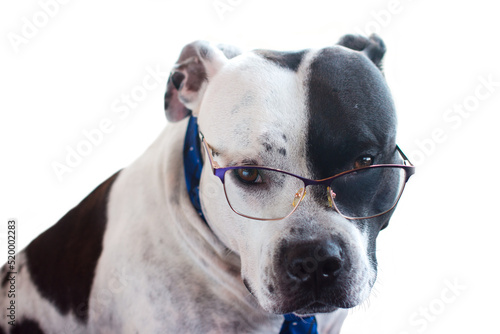 A business dog in a tie. Black and white American Staffordshire Terrier © Светлана Высокос