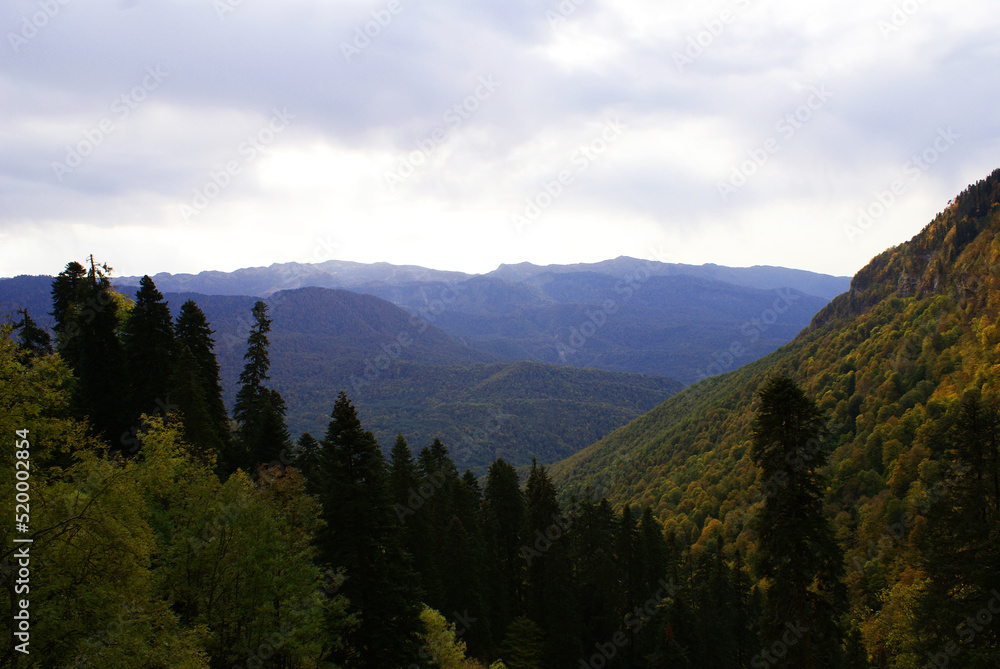 Coniferous forest and mountains, wildlife, landscape.	