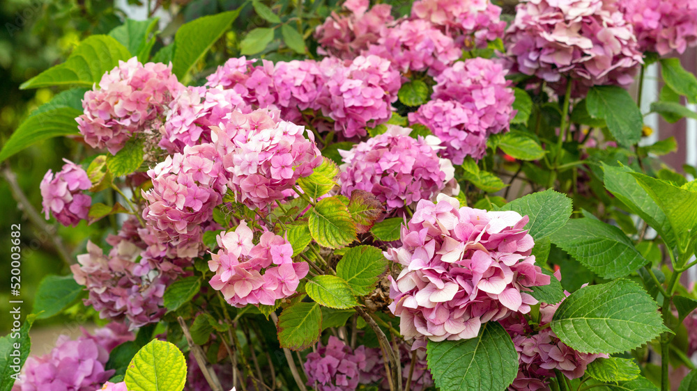 Hydrangea flowers in the garden Hydrangea flowers in the garden
