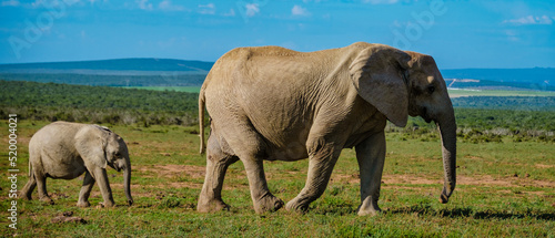 Elephants bathing, Addo Elephant Park South Africa, Family of Elephants in Addo Elephant park, Elephants taking a bath in a water poolwith mud. African Elephants