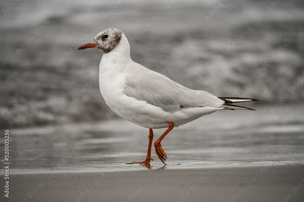 Beautiful side view of young gull walking on shore at water. Blurred background Beautiful side view of young gull walking on shore at water. Blurred background