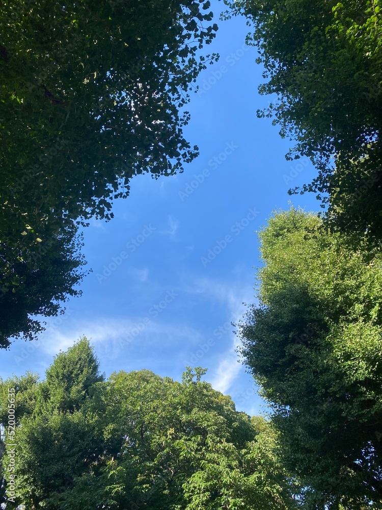 Obraz premium Beautiful summer foliage of a park and the sunny blue sky, year 2022 July 28th, Ueno park Tokyo Japan
