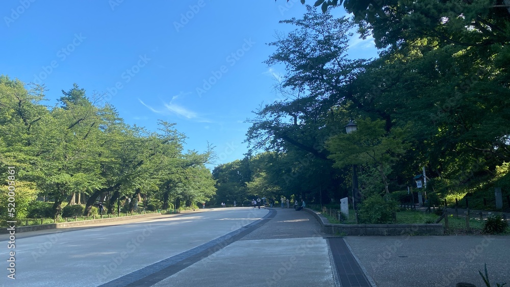 Naklejka premium Wide long path at the park of Ueno Tokyo Japan, year 2022 July 28th 