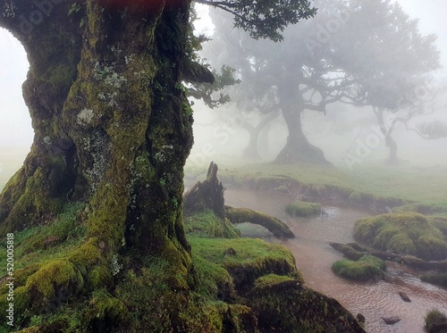 Fanal forest, Madeira