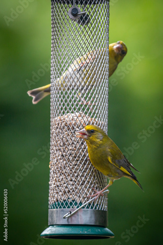 Colourful greenfinches eating sunflower seeds from a bird feeder photo